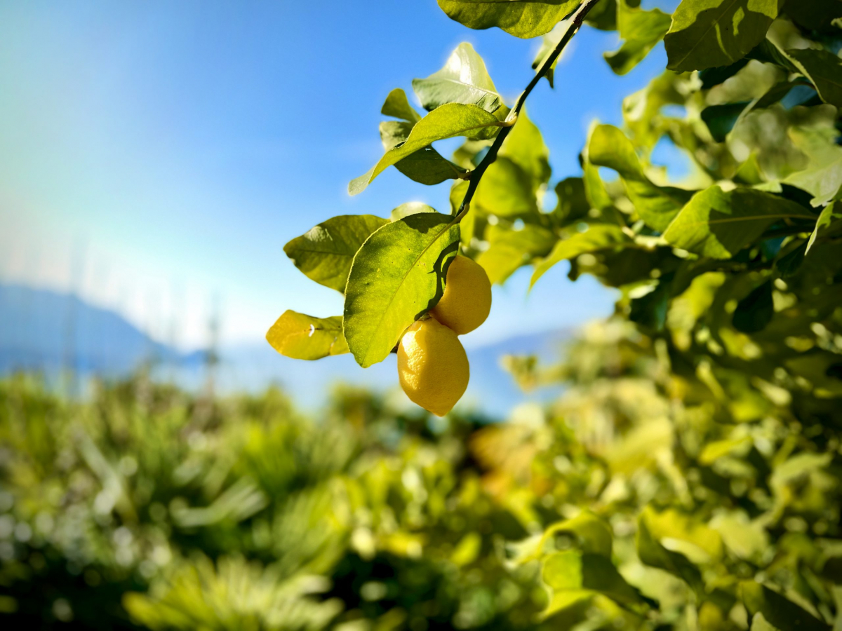 garden lemons 4000×3000